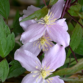 Plant Photo 9