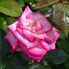 Plant Photo 8