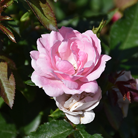 Plant Photo 4