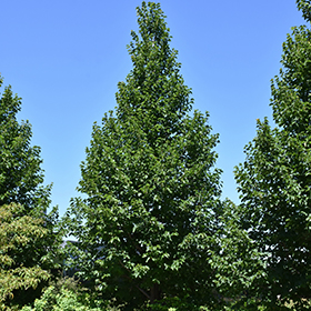 Plant Photo 10