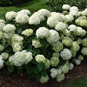 Plant Photo 8