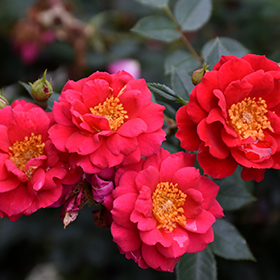 Plant Photo 1