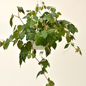 Plant Photo 5