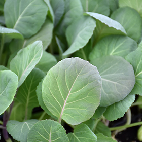 Plant Photo 7