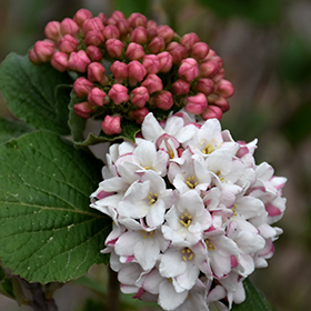 Plant Photo 1
