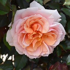 Plant Photo 10