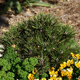 Plant Photo 3