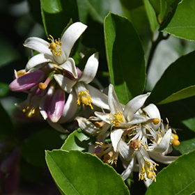 Plant Photo 4