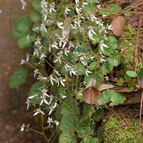 Plant Photo 7