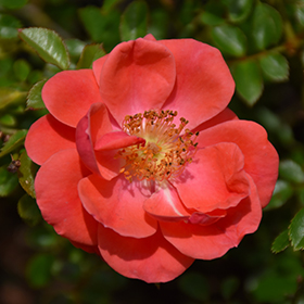 Plant Photo 2