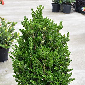 Plant Photo 10
