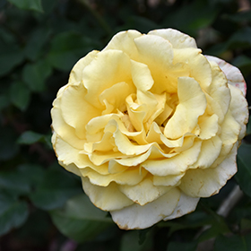 Plant Photo 6