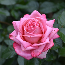 Plant Photo 9