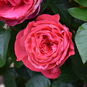 Plant Photo 9