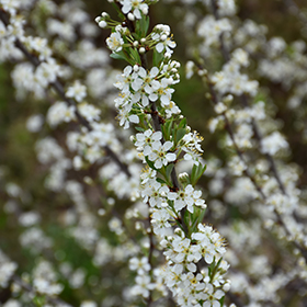 Plant Photo 3