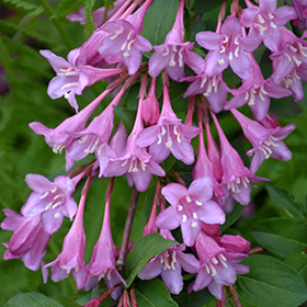Plant Photo 3