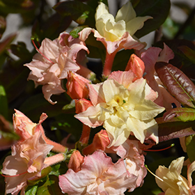 Plant Photo 7