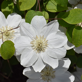 Plant Photo 1