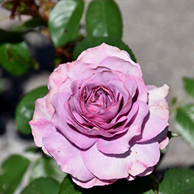 Plant Photo 4