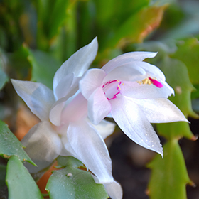 Plant Photo 10