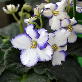 Plant Photo 1