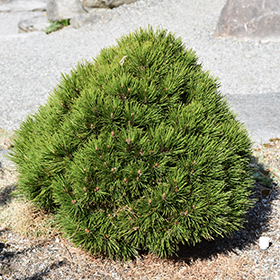 Plant Photo 5