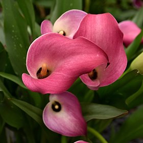 Plant Photo 10