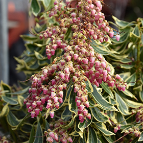 Plant Photo 7