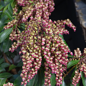 Plant Photo 5
