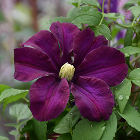 Plant Photo 8