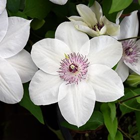Plant Photo 8