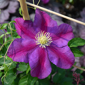 Plant Photo 5