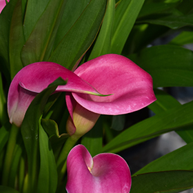 Plant Photo 9