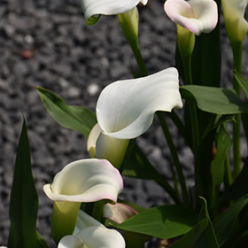 Plant Photo 10
