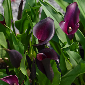 Plant Photo 8