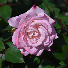 Plant Photo 6