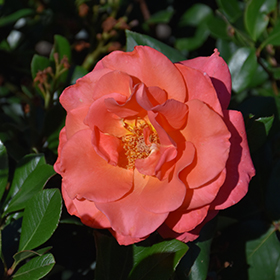 Plant Photo 7