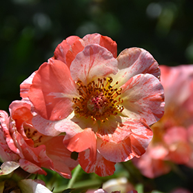 Plant Photo 5