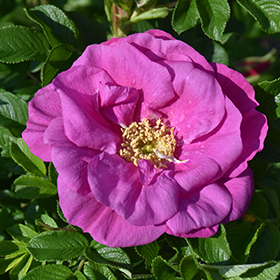 Plant Photo 1