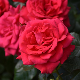 Plant Photo 10