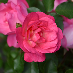 Plant Photo 8