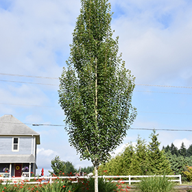 Plant Photo 9