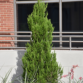 Plant Photo 10