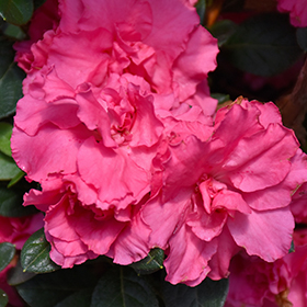 Plant Photo 3