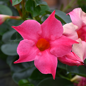 Plant Photo 4