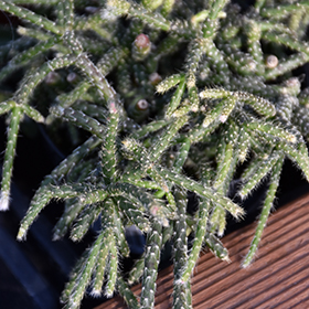 Plant Photo 3
