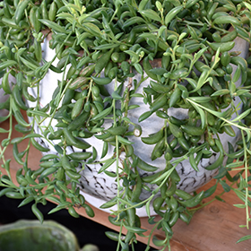 Plant Photo 2