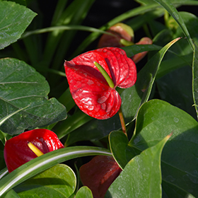 Plant Photo 3