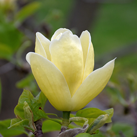 Plant Photo 2