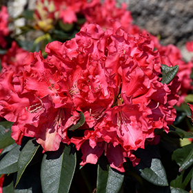 Plant Photo 1